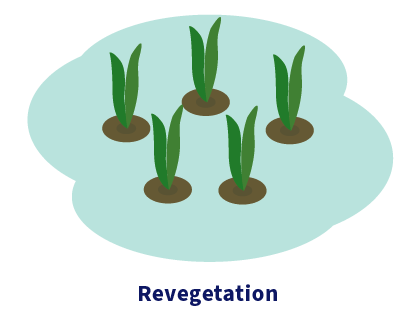 Illustration of plants. Caption: Revegetation
